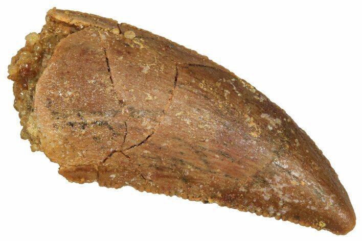Serrated Raptor Tooth - Real Dinosaur Tooth #371468